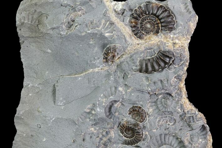 Ammonite (Promicroceras) Fossil Cluster - Somerset, England #86266